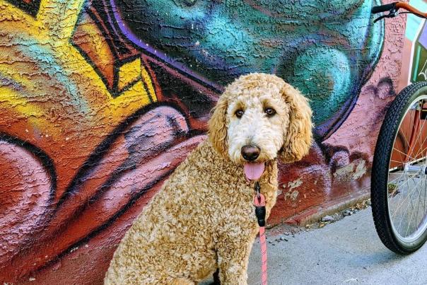 Grand Junction Loves Pups!