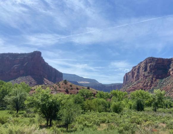 Picture of Mountain Range Behind Trees