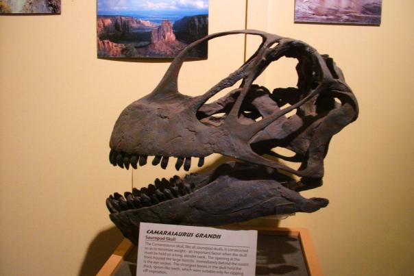 Dinosaur Digs in Colorado