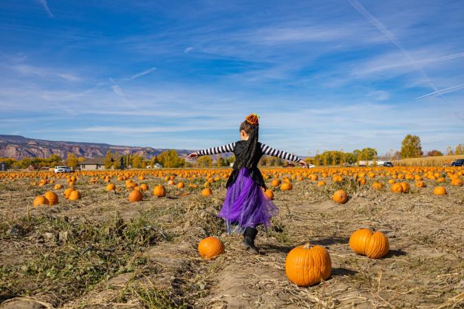 Child walking through pumpkin patch at Studt's Farm