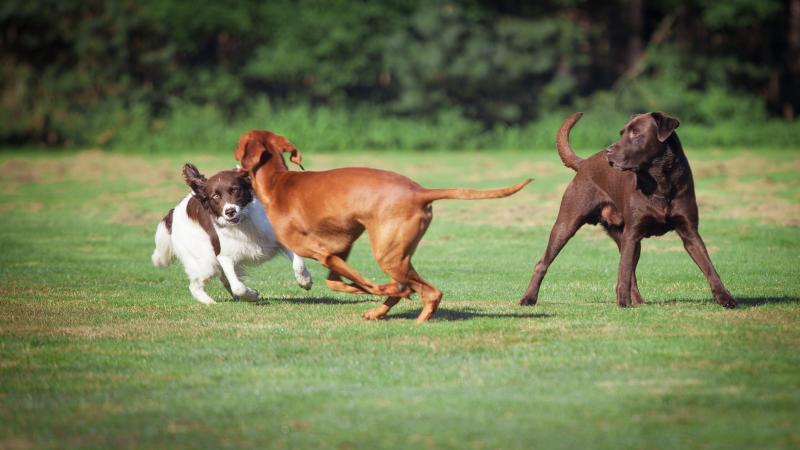 Dogs Running Around at a Park