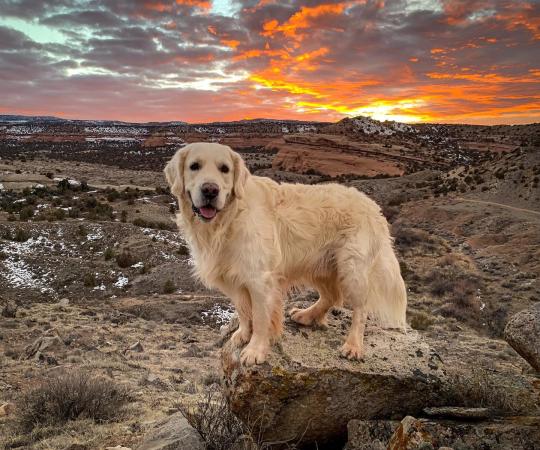 Dog in the Winter with Sunset Behind it