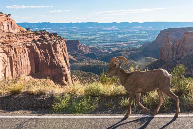 Bighorn Sheep walking on Rim Rock Drive in Colorado National Monument