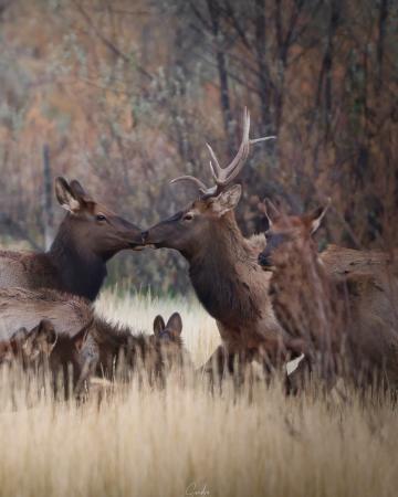 Herd of Elk