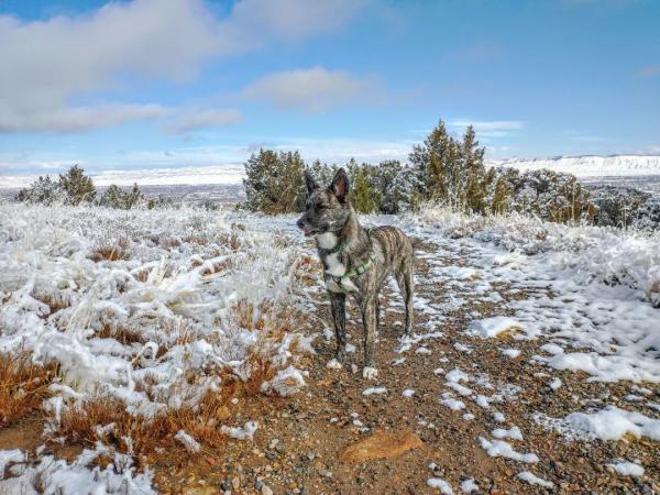 Dog on Little Park Trailhead