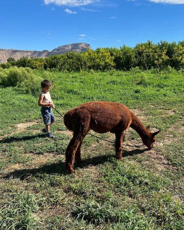 Kid with an Alpaca at Suncrest Orchard