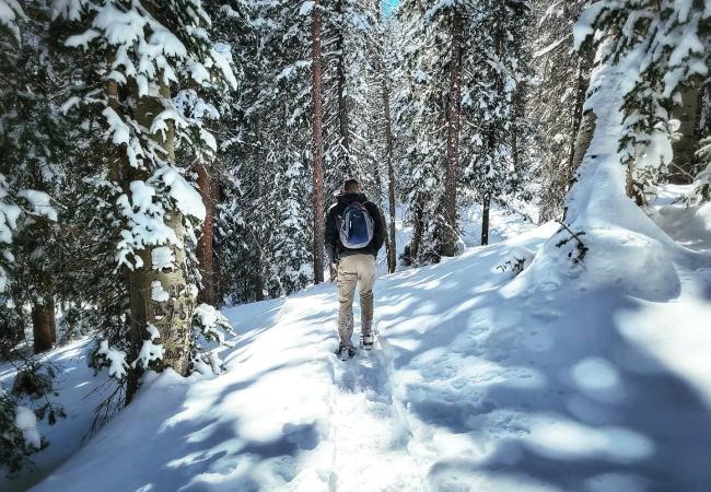 Man Snowshoeing on the Grand Mesa Surrounded by Forest