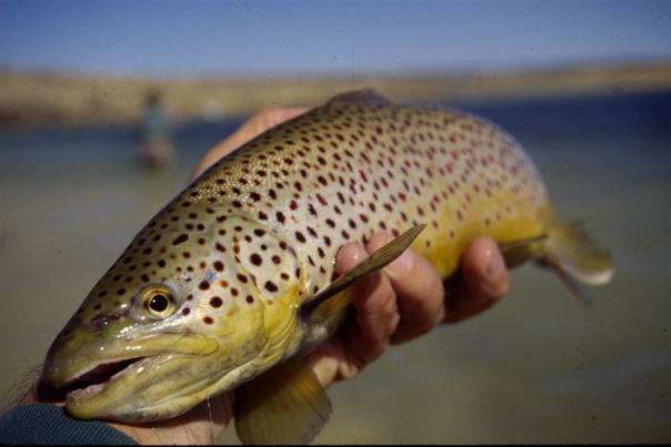 Cast Your Line in Grand Junction
