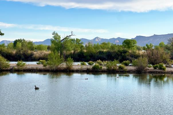 View of Colorado River with a Duck Swimming