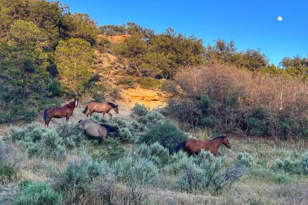Three Wild Horses at Little Book Cliffs