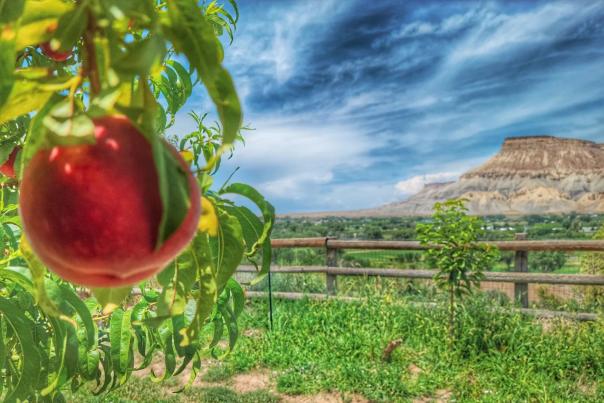 Palisade Peach Recipes