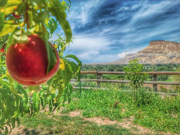 Palisade Peach Recipes