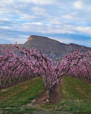 Blossoms