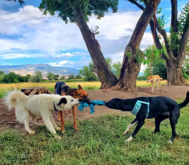 Three Dogs Playing Tug a War