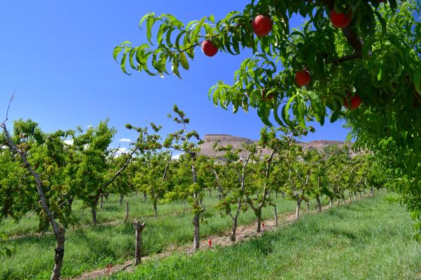 View of Fruit Trees with Mount Garfield in the Background