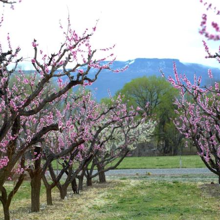 Pear Blossom Orchard Trees and Grand Mesa in Background