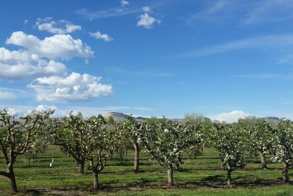 Blossoming Trees in front of Mt. Garfield
