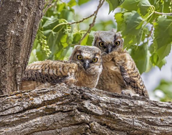 Two Owls in a Tree