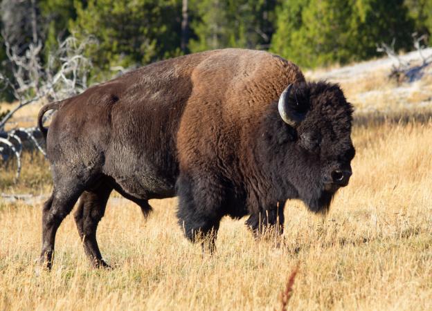 Bison Image