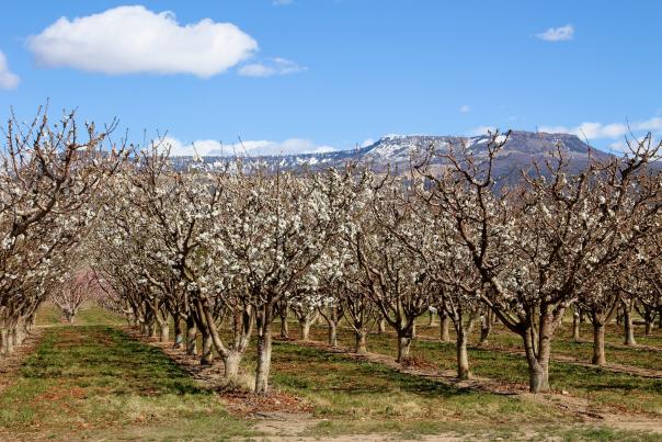 Grand Junction highlighted as one of 23 best places to see cherry blossoms