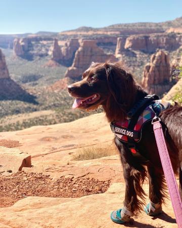 Service dog on the Colorado National Monument