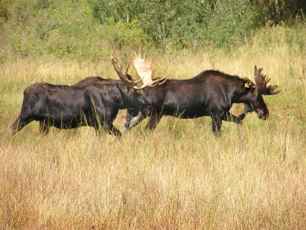 Discover Moose on the Grand Mesa
