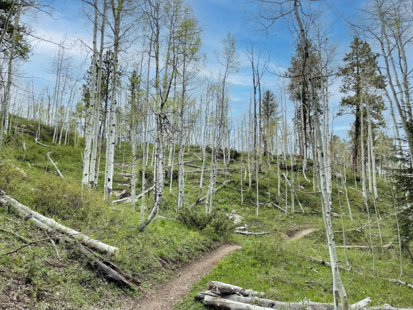 Singletrack Trail on the Uncompahgre